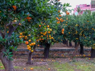 ...alberi colmi di agrumi dai colori accesi...